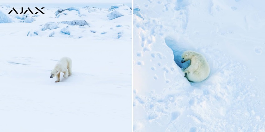 1-polar bears in Svalbard